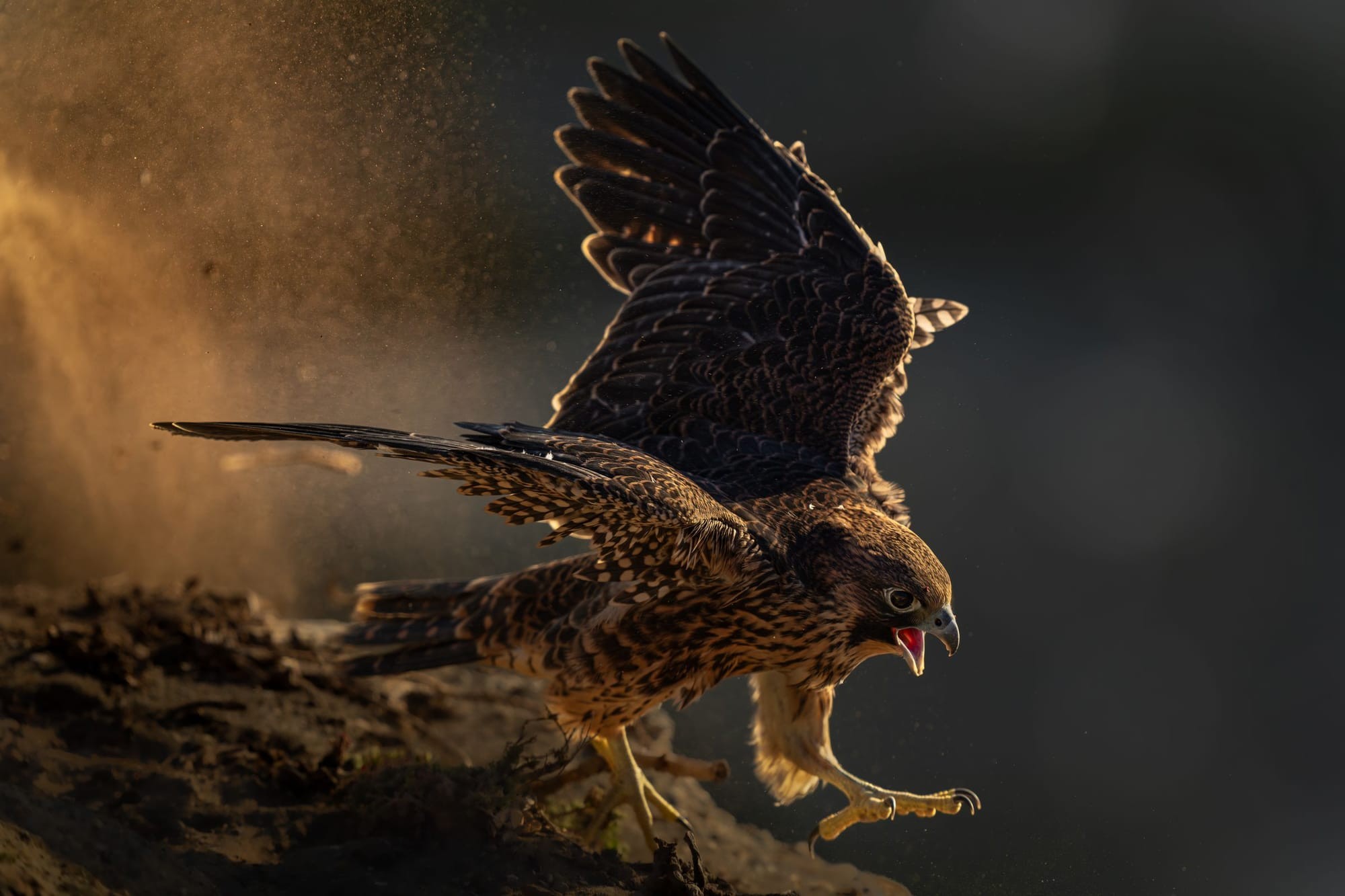 First Flight