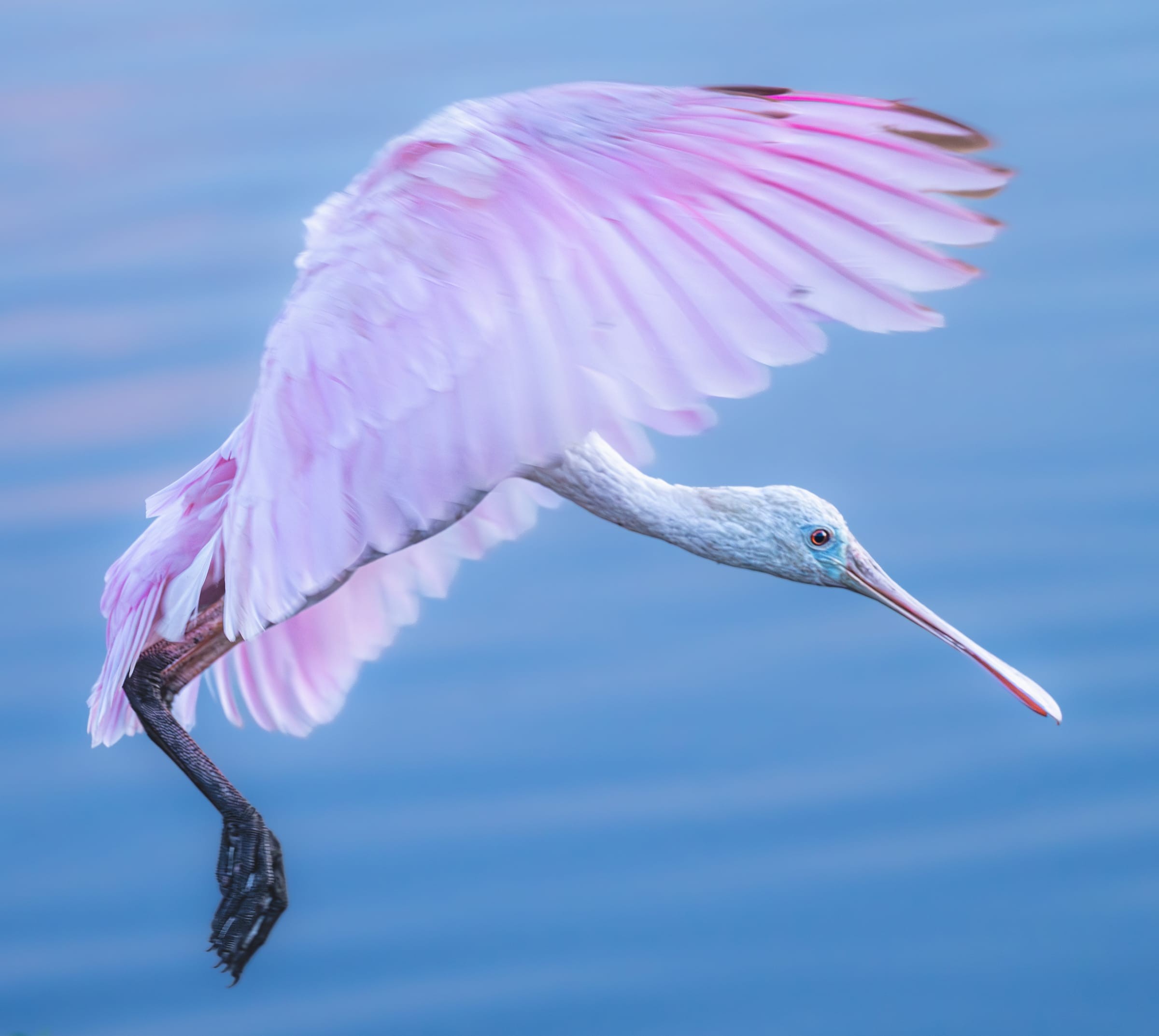 Pink Ballet