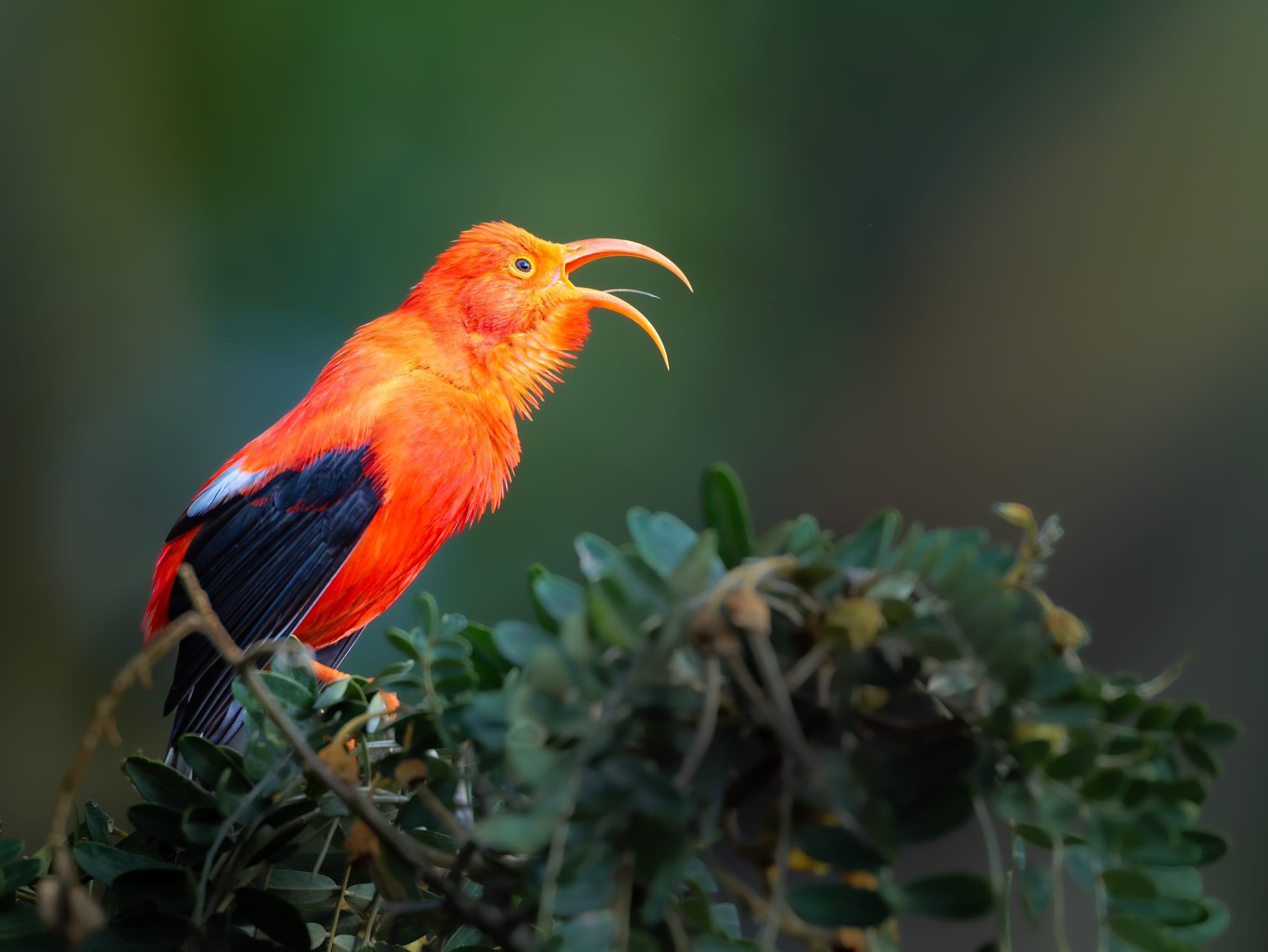Scarlet Song