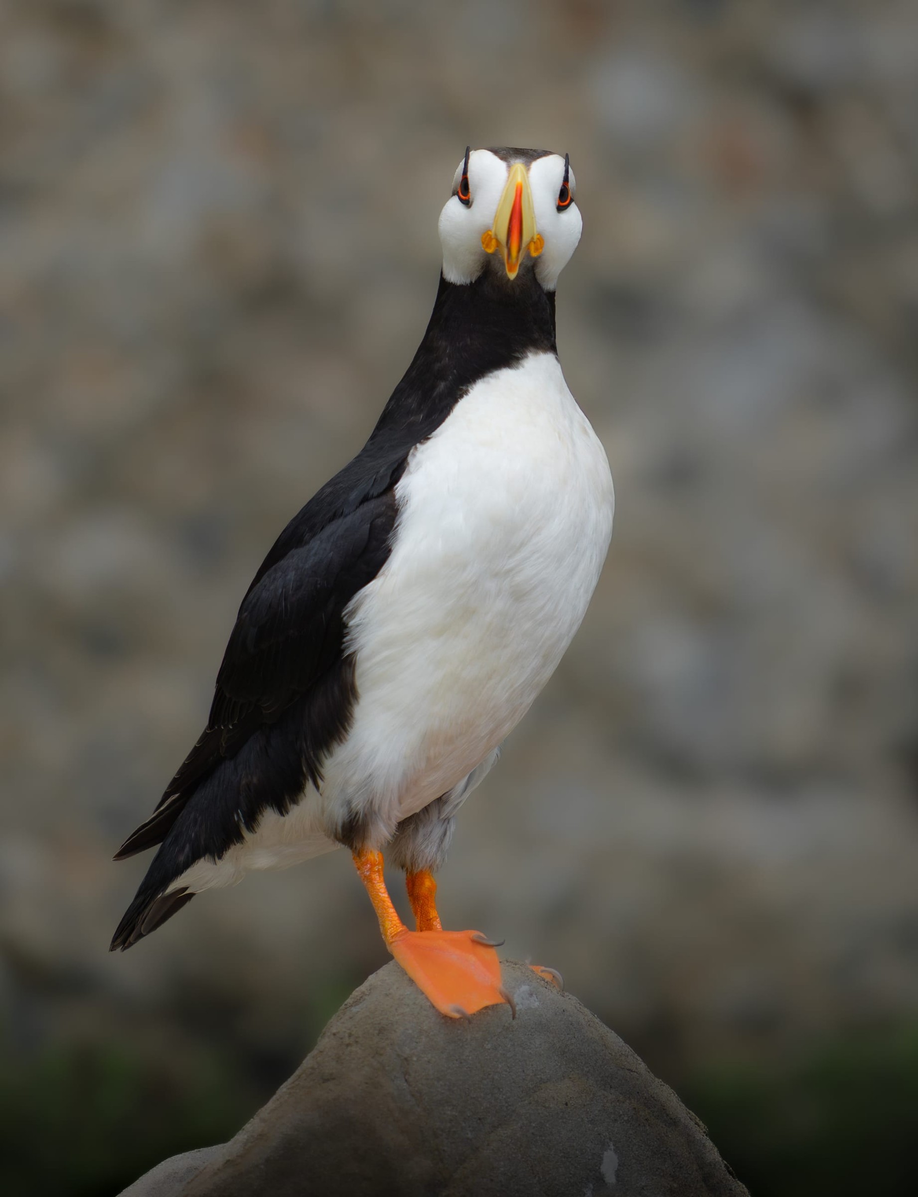 Standing Tall