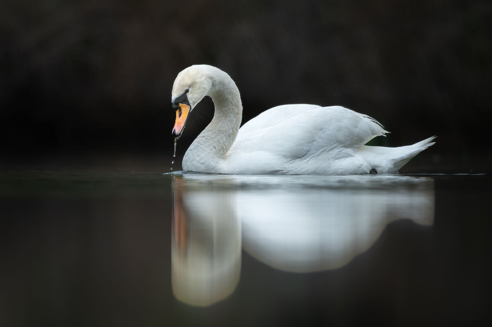 Still Waters