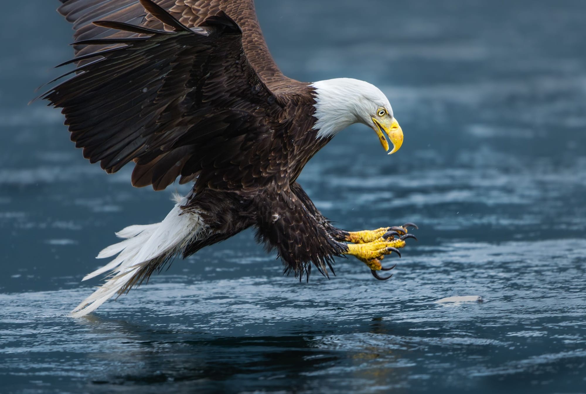 Talons Out