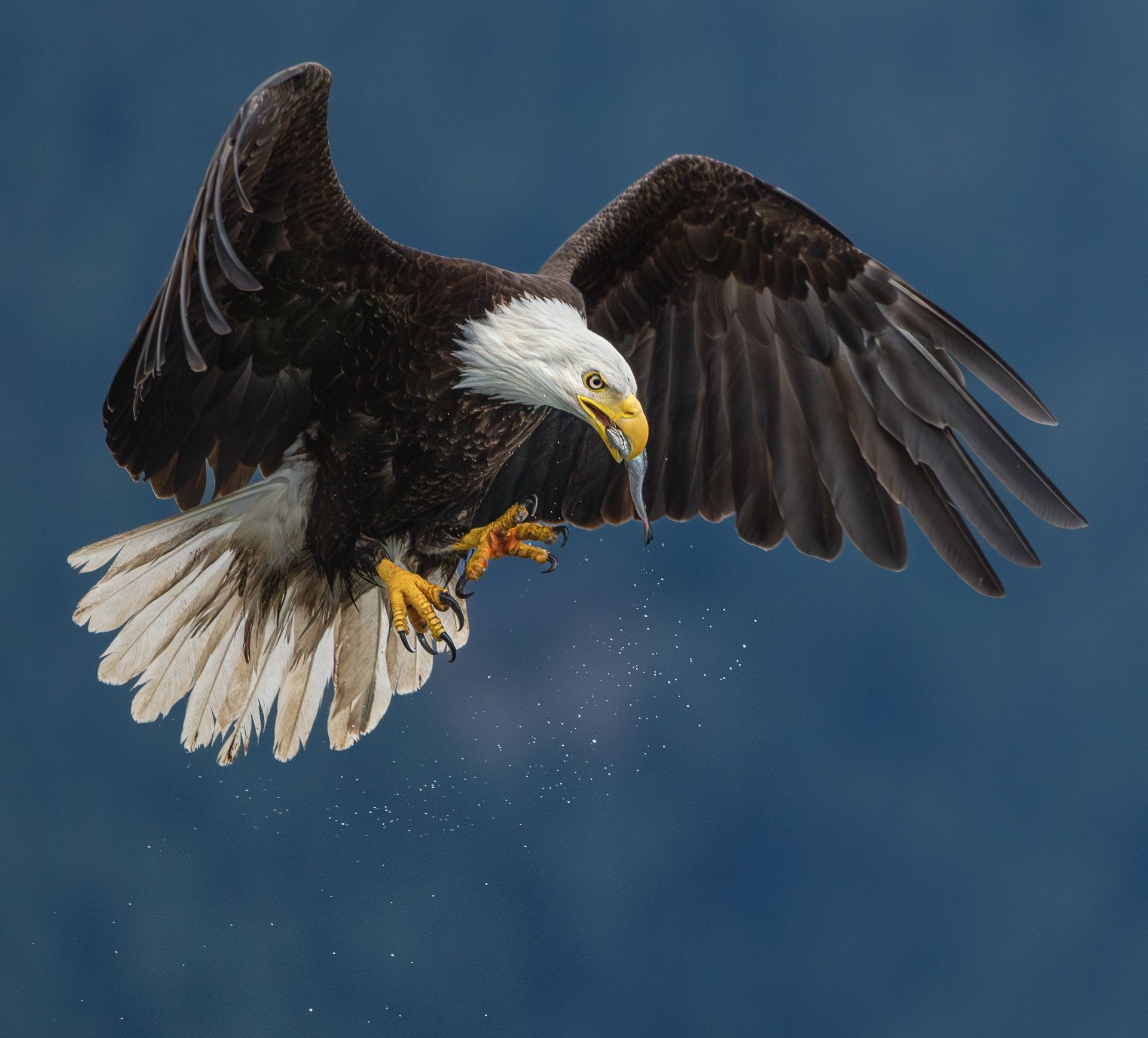 The Catch