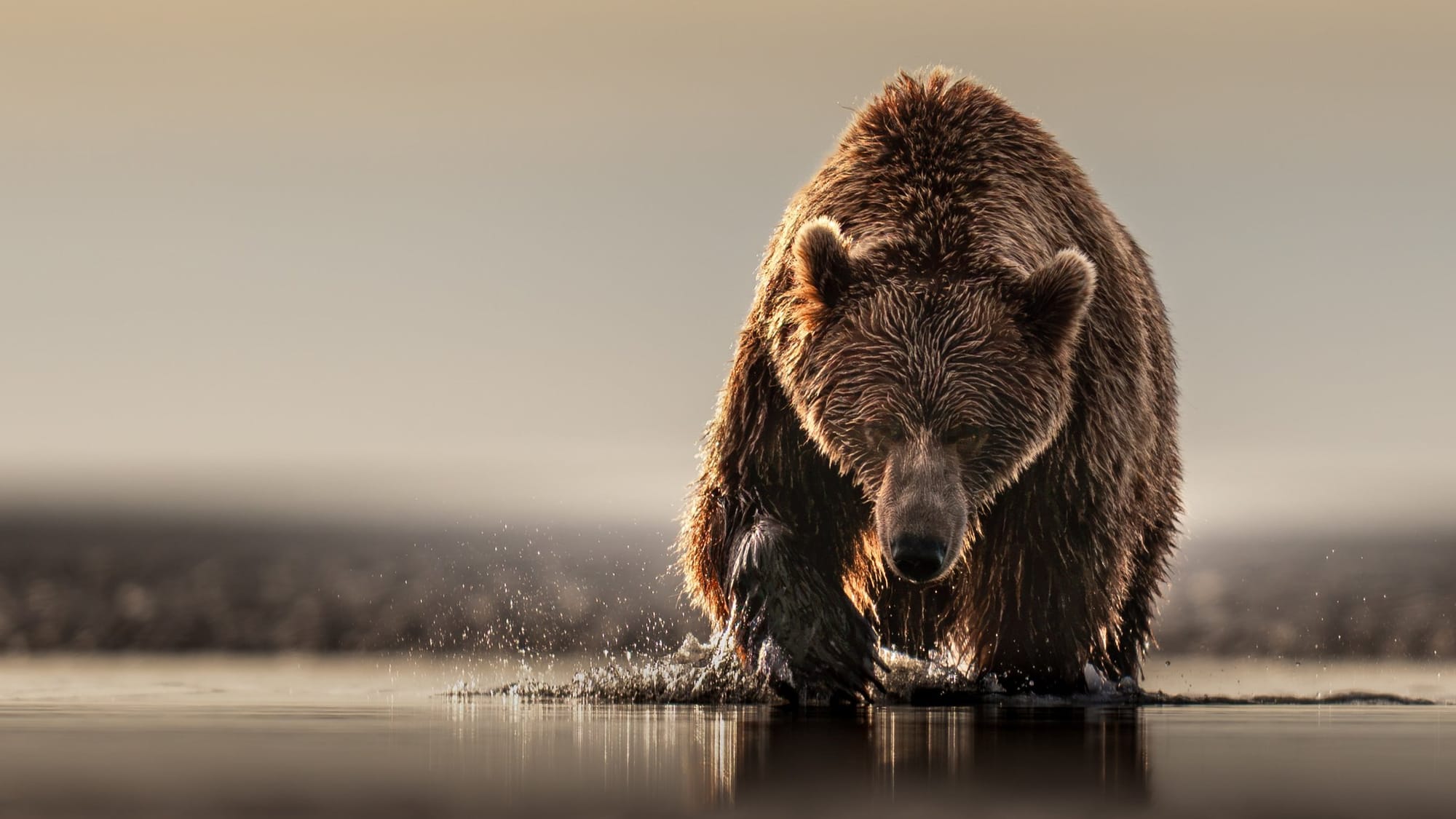 Wild Places and Quiet Wonders