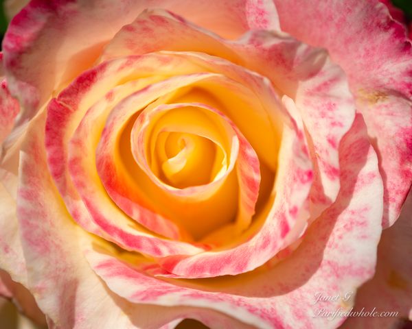 Blooming