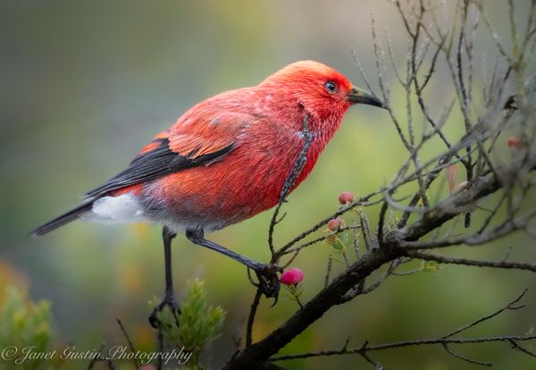Finding My Voice in Creation's Chorus
