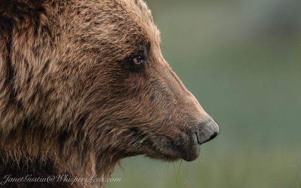 The Weight of Love: Lessons from Long Nose Bear