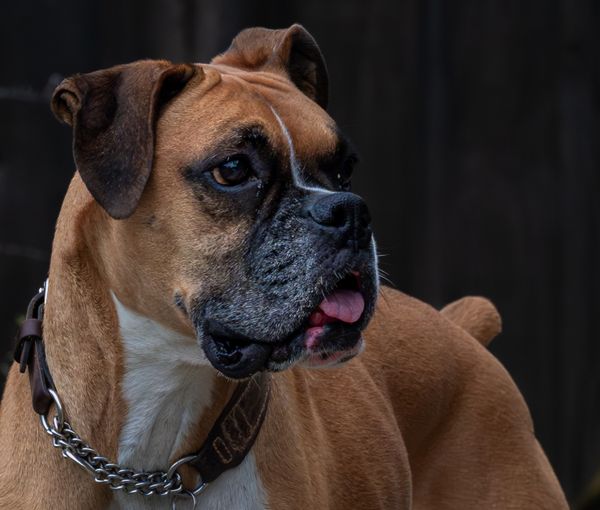 The Long Road Home: What My Rescue Dog Taught Me About God's Patient Love