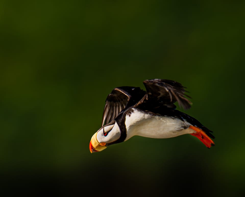 Flapping Is Still Flying